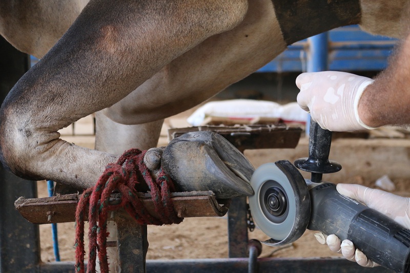 Casqueamento de Bovinos